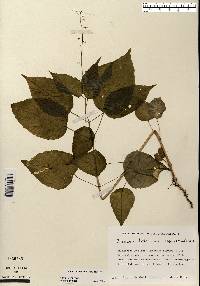 Circaea canadensis image