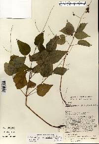 Circaea canadensis image