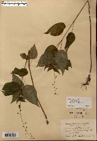 Circaea canadensis image