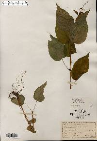 Circaea canadensis image