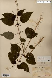 Circaea canadensis image