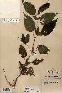 Circaea canadensis image