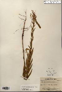 Oenothera clelandii image
