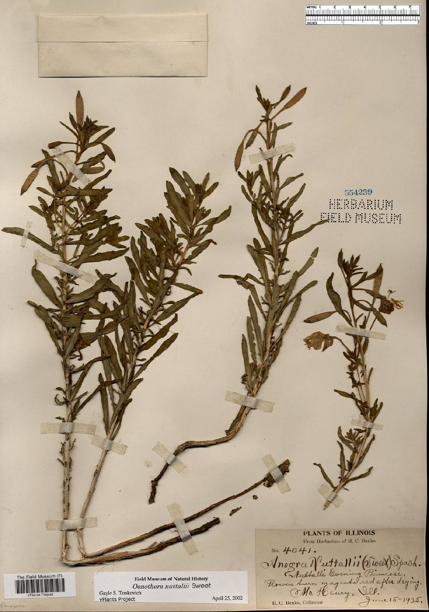 Oenothera nuttallii image