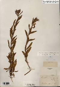 Oenothera oakesiana image