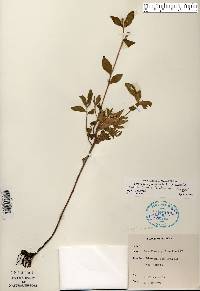 Oenothera pilosella image