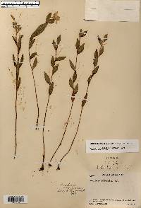 Oenothera pilosella image