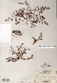 Euphorbia glyptosperma image