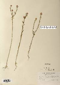 Polygala sanguinea image