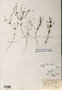 Polygala verticillata image