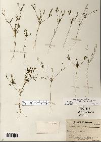 Polygala verticillata var. isocycla image