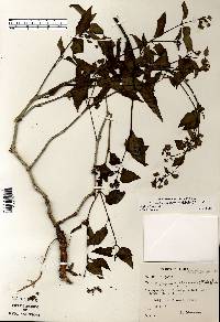 Mirabilis nyctaginea image