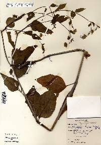 Mirabilis nyctaginea image