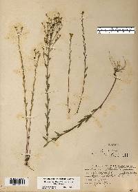 Linum medium var. texanum image