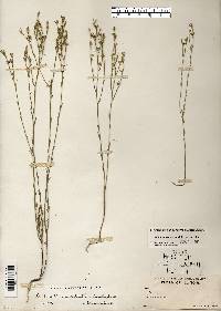 Linum sulcatum image