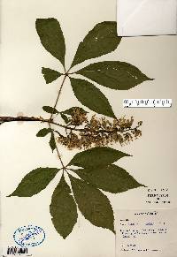 Aesculus glabra image