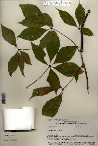 Aesculus glabra image