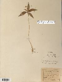 Trientalis borealis image