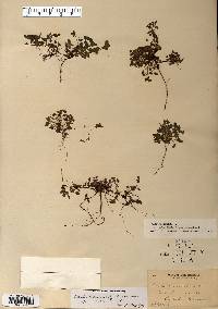 Oxalis corniculata image