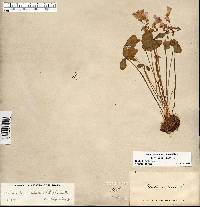 Oxalis violacea image