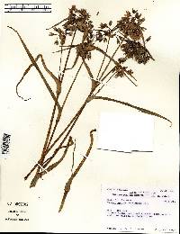 Tradescantia ohiensis image