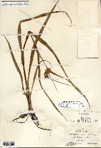 Tradescantia ohiensis image