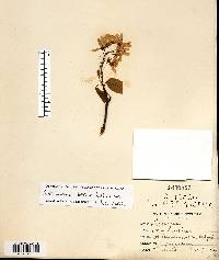 Amelanchier laevis image