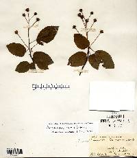 Amelanchier laevis image