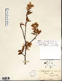 Amelanchier laevis image