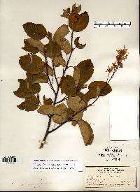 Amelanchier laevis image