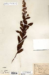 Spiraea alba image