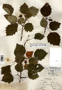 Crataegus pedicellata image