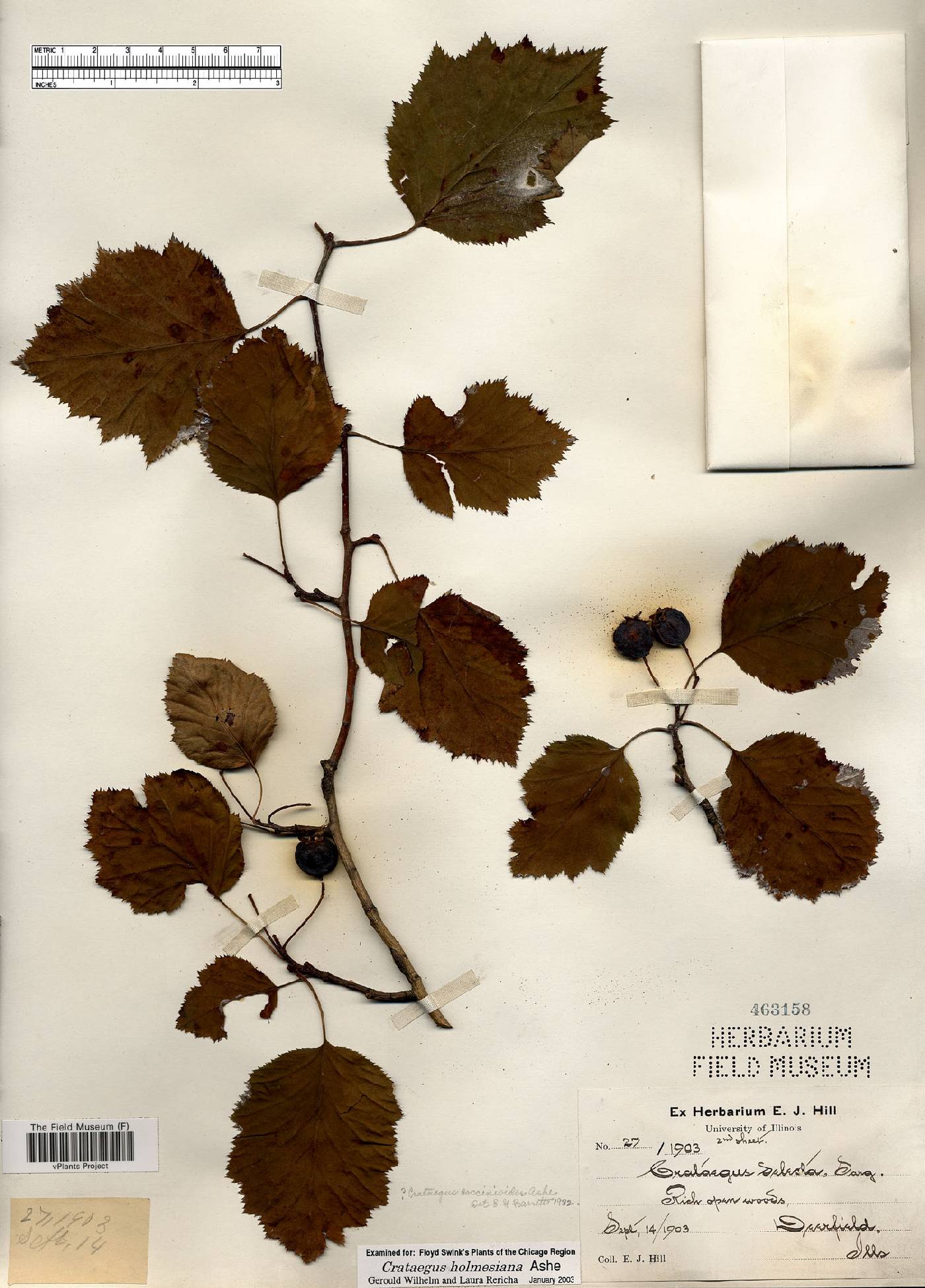 Crataegus holmesiana image