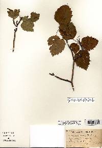 Crataegus pedicellata image