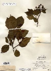 Crataegus calpodendron image