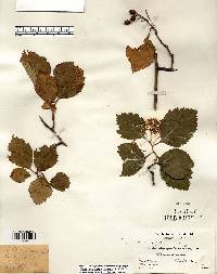 Crataegus calpodendron image