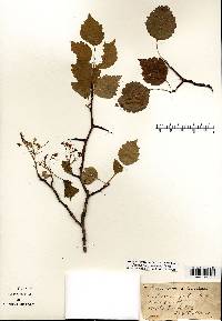 Crataegus holmesiana image