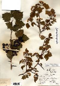 Crataegus holmesiana image