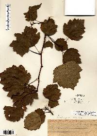 Crataegus mollis image