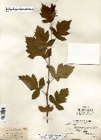 Crataegus mollis image