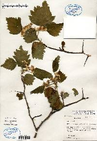 Crataegus mollis image