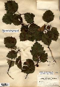 Crataegus mollis image