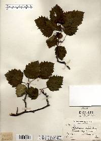 Crataegus pedicellata image