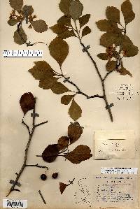 Crataegus punctata image