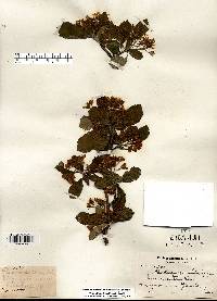 Crataegus punctata image