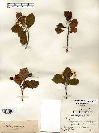 Crataegus punctata image