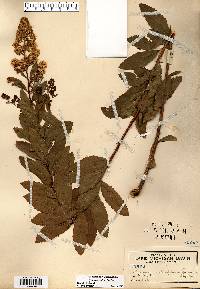 Spiraea alba image