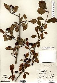 Crataegus punctata image