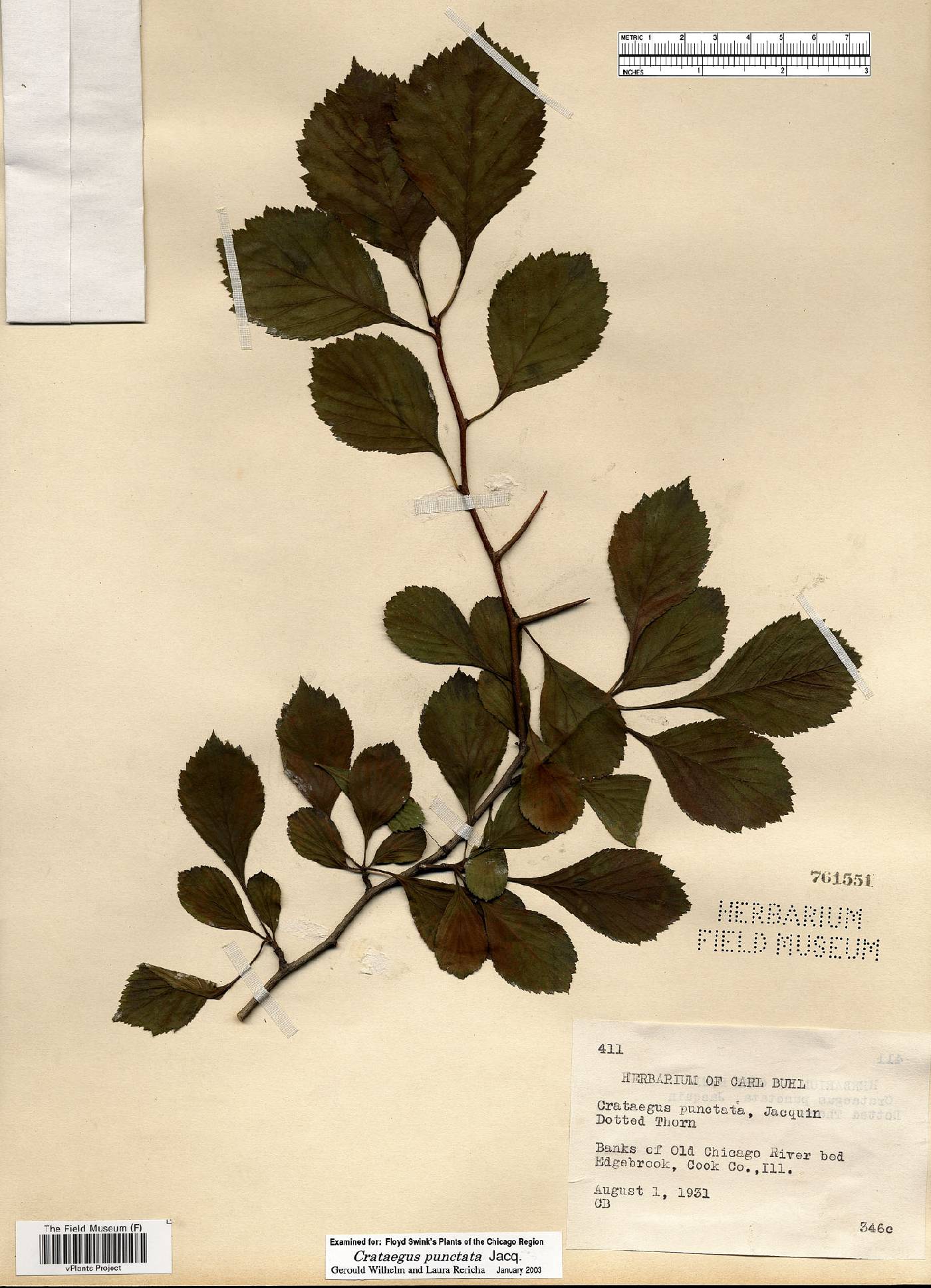 Crataegus punctata image