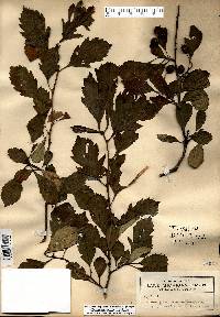 Crataegus punctata image